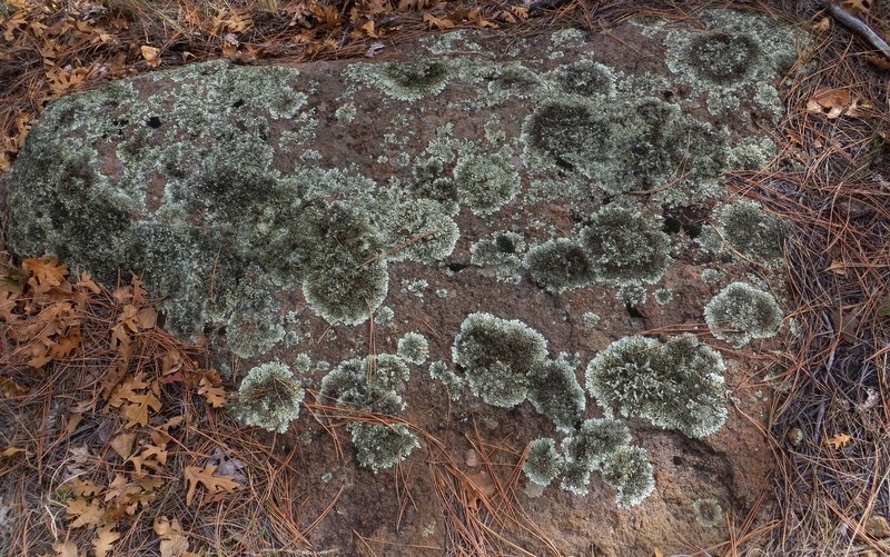 Weathered dacite tucked up in a shallow canyon amongst the giant aspens covered by cascades of lichen covered boulders,