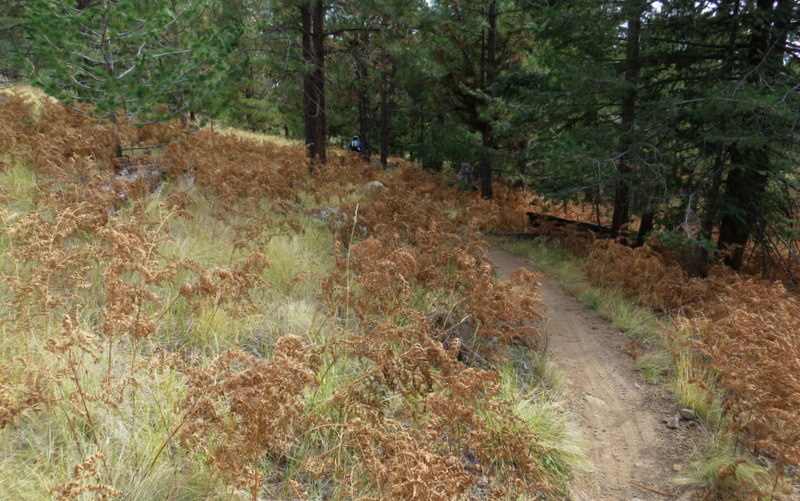 A smooth uphill climb through the Fort Valley Trail System