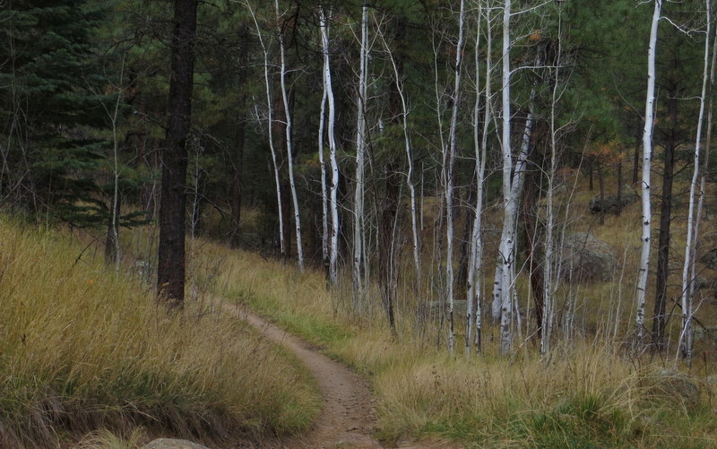 Beautiful Aspens and wooded singletrack with great down hill runs.