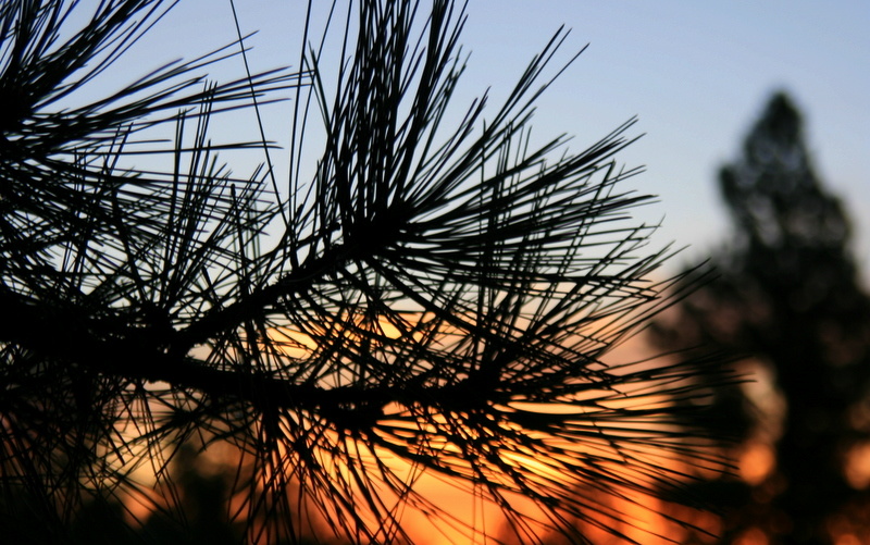 Sunrise through the ponderosa pines