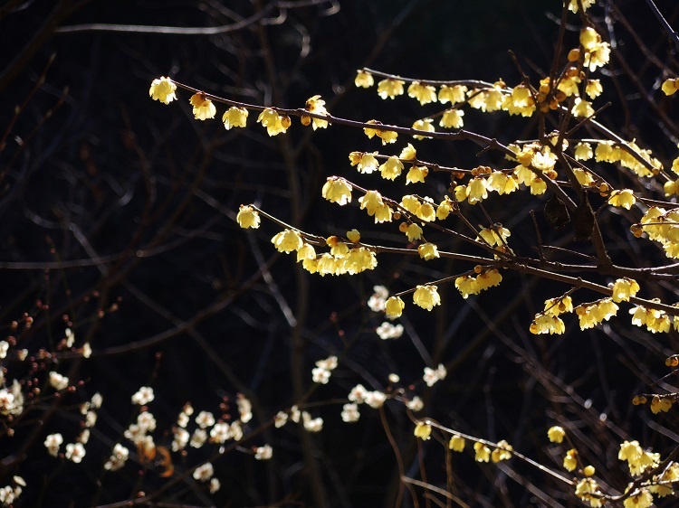Wintersweet and plum blossoms.