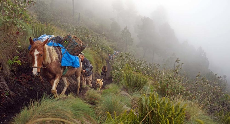 Pine forest section with horse assist