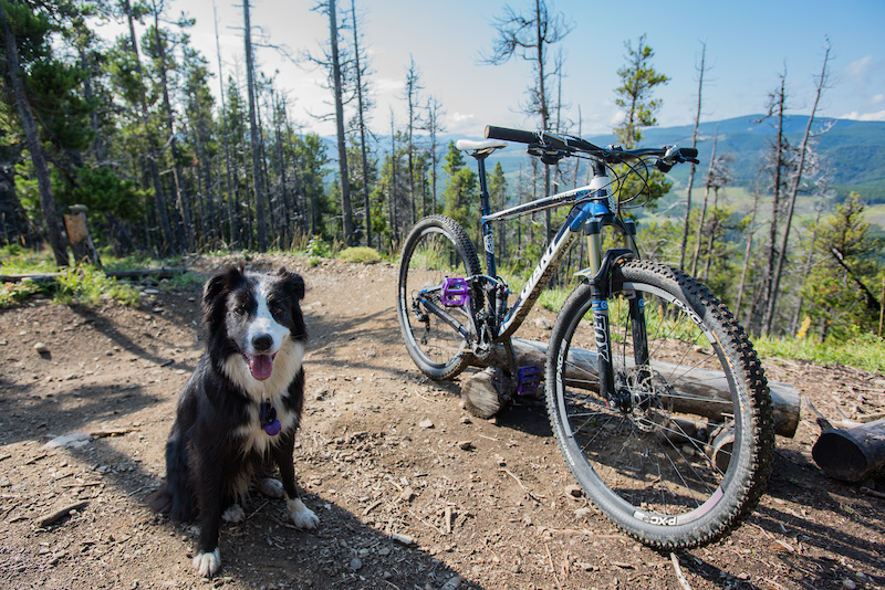 fox 100mm 29er fork