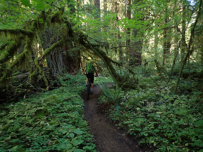 mckenzie bike trail