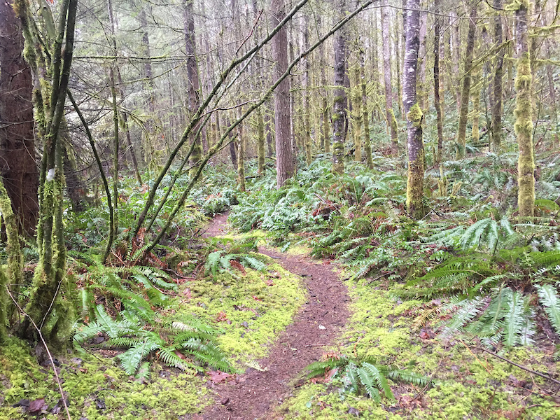 Sasquatch Mountain Bike Trail Maple Valley, Washington