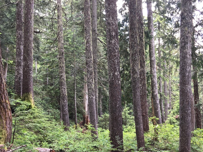 Can t see the forest for the trees