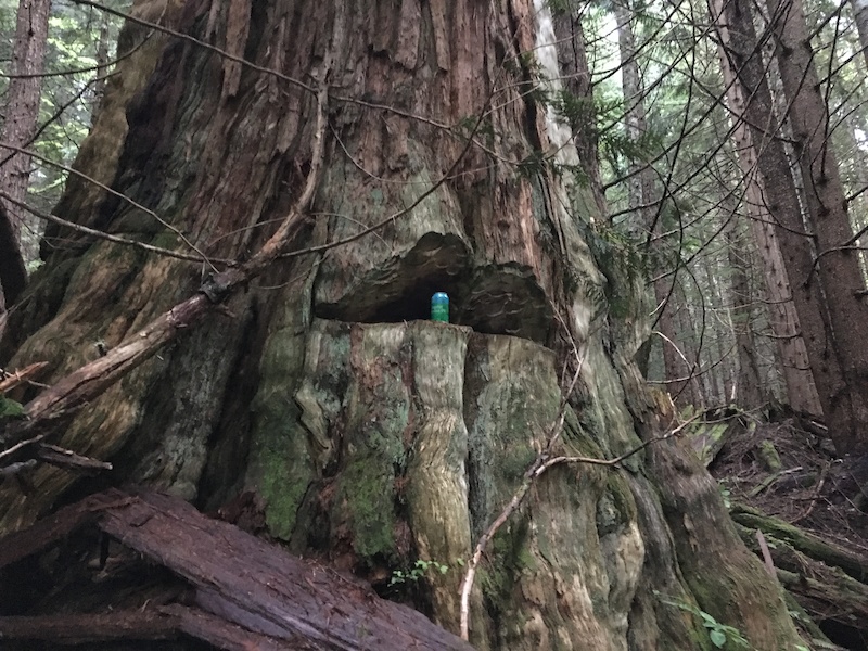 Some old monsters were found lurking in the woods last year when flagging the line for the 2nd half of the climb trail. Sacrificing beer to them didn t seem to do anything