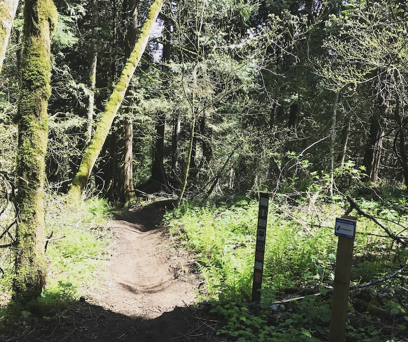 Electric Lettuce Mountain Bike Trail Chilliwack, BC