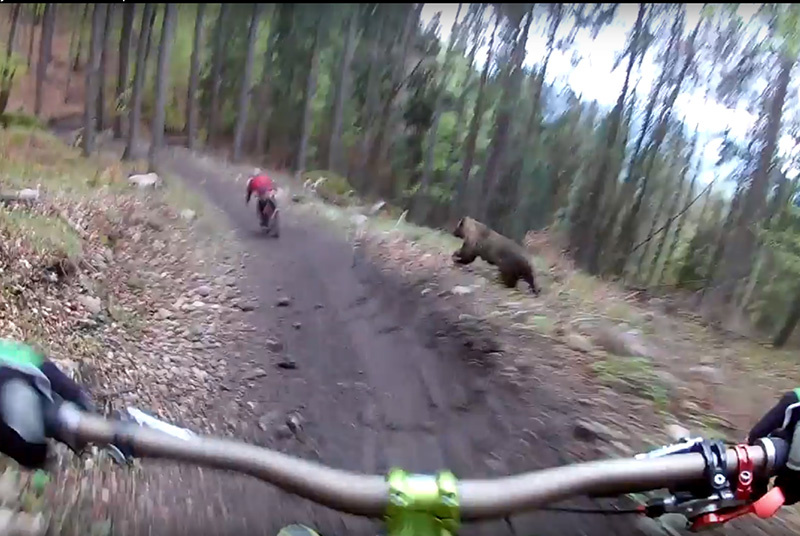 Bear chases rider.