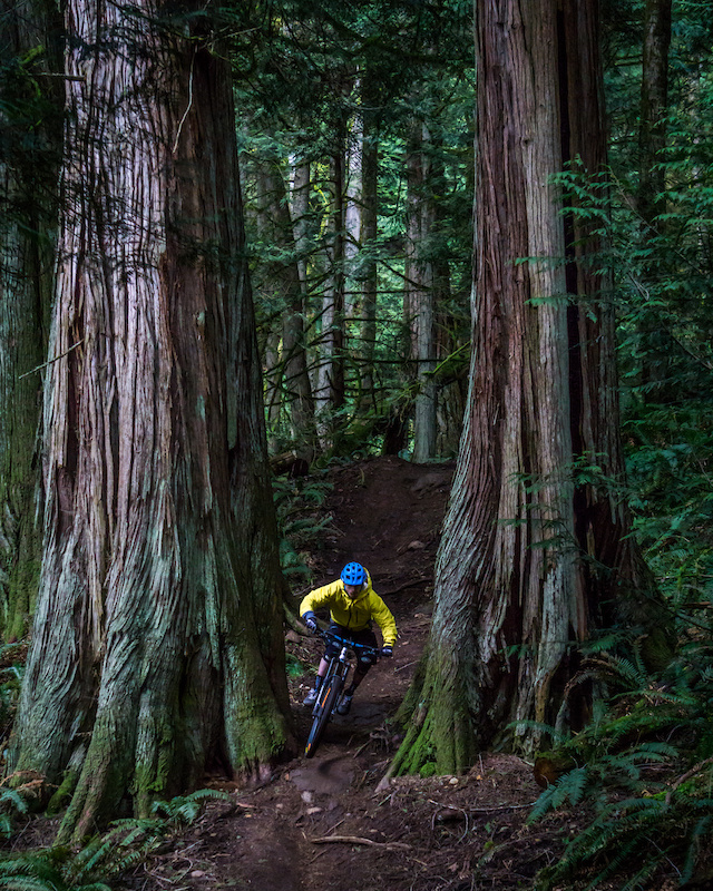 Double Down Mountain Bike Trail Bellingham, Washington