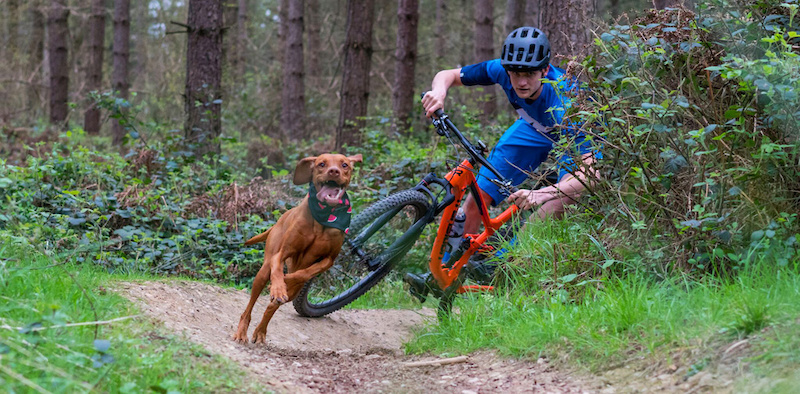 Ruby The Trail Dog and her owner Tom.