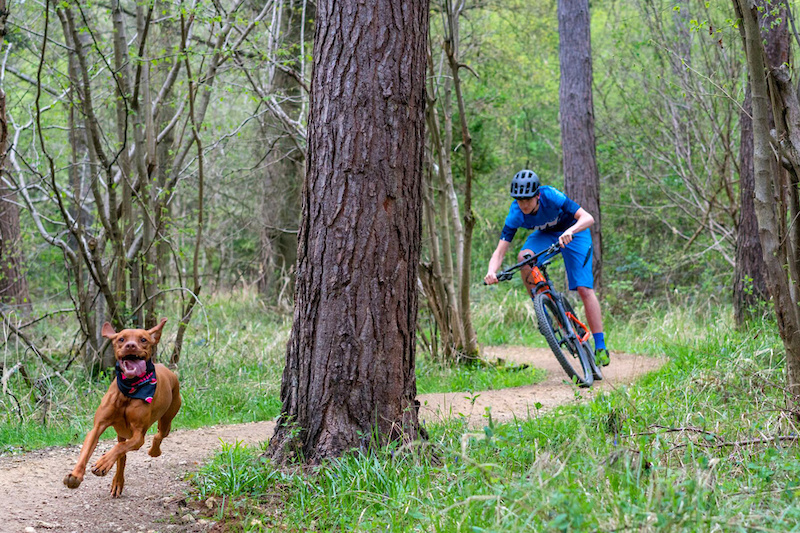 Ruby the Trail Dog and her owner, Tom.