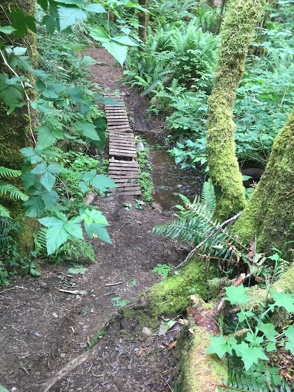 The Spine Mountain Biking Trail Carnation, Washington