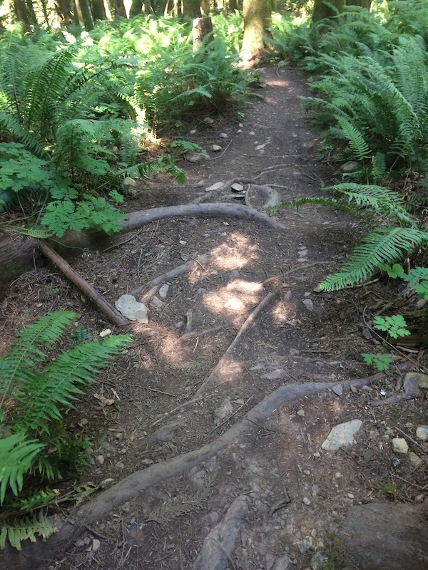 Canyon Loop Mountain Bike Trail Chilliwack, BC