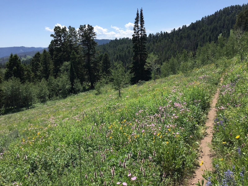 West Game Creek Multi Trail Jackson, Wyoming