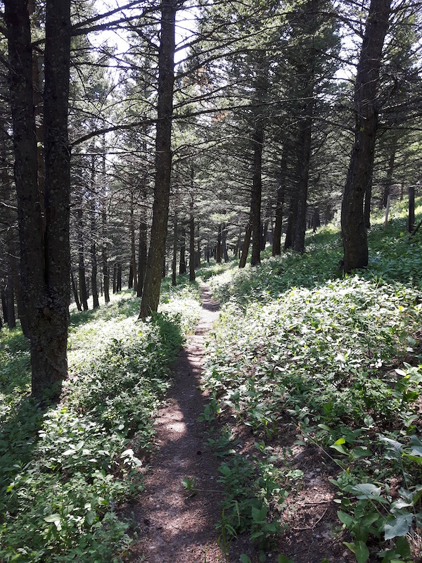 pineview bike trails