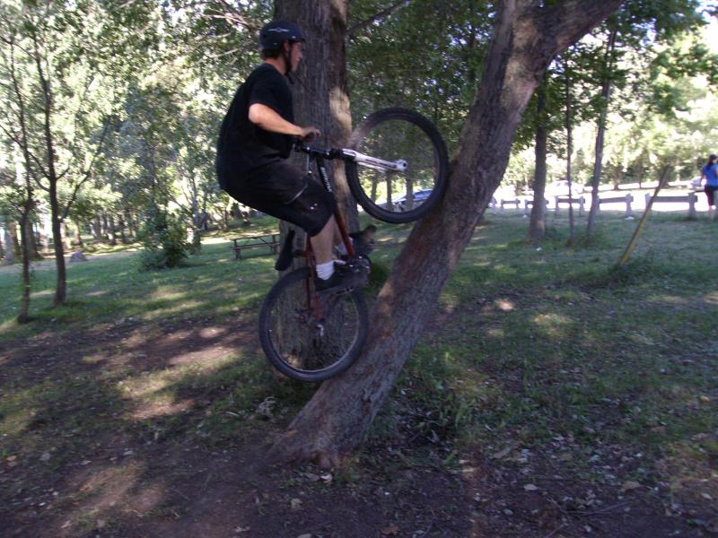 tree ride