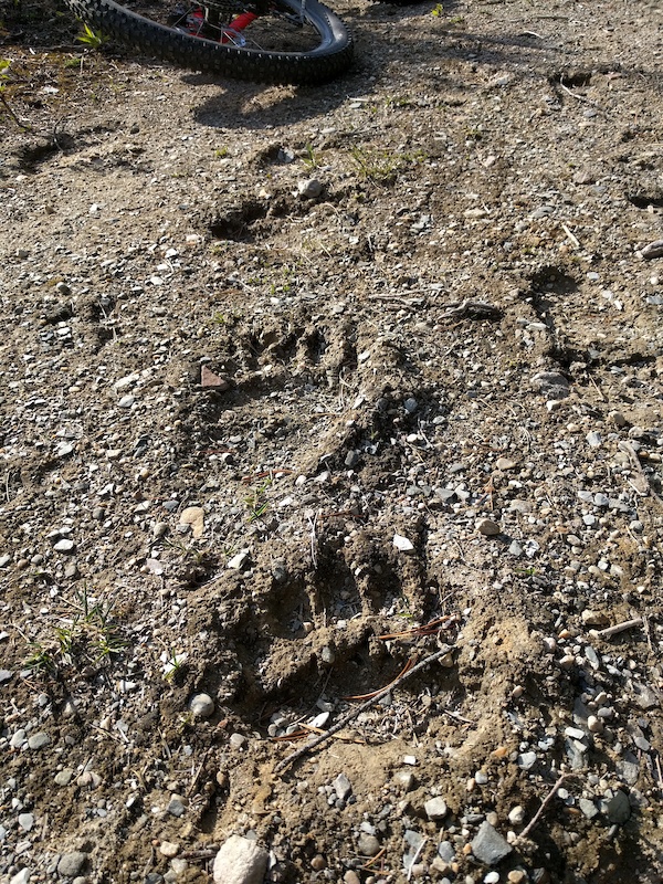 Athabasca Pass (Whirlpool Camp to Tie Camp) Multi Trail - Jasper