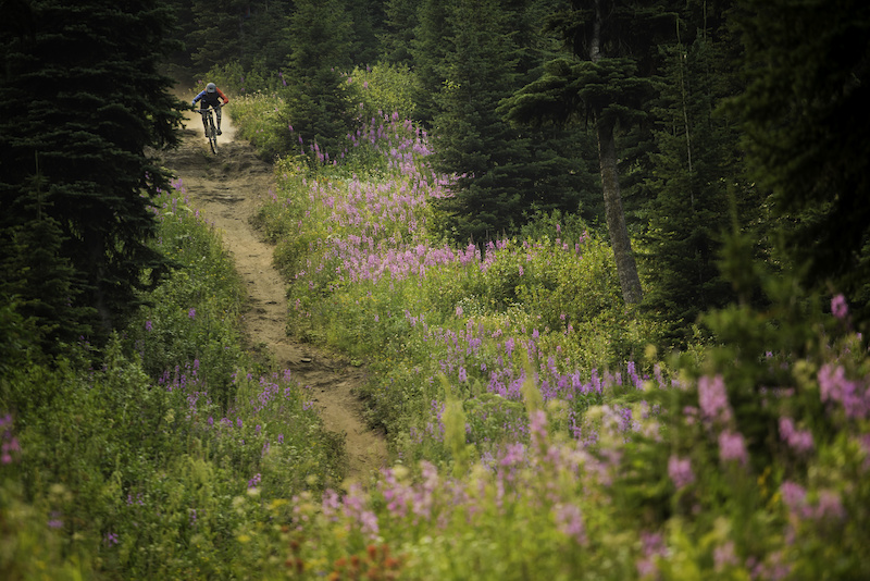 Gabe blasting down DH trail at Sunpeaks Bikepark. Super dusty conditions with flowers all around !