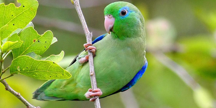Got two of these Parrotlets coming soon, boy for my aunt and a girl for me, and Harrys new friend lol. Smallest parrot in the world, around 4-5in max size but big parrot personality closest to an Amazon, like my Harry boy.