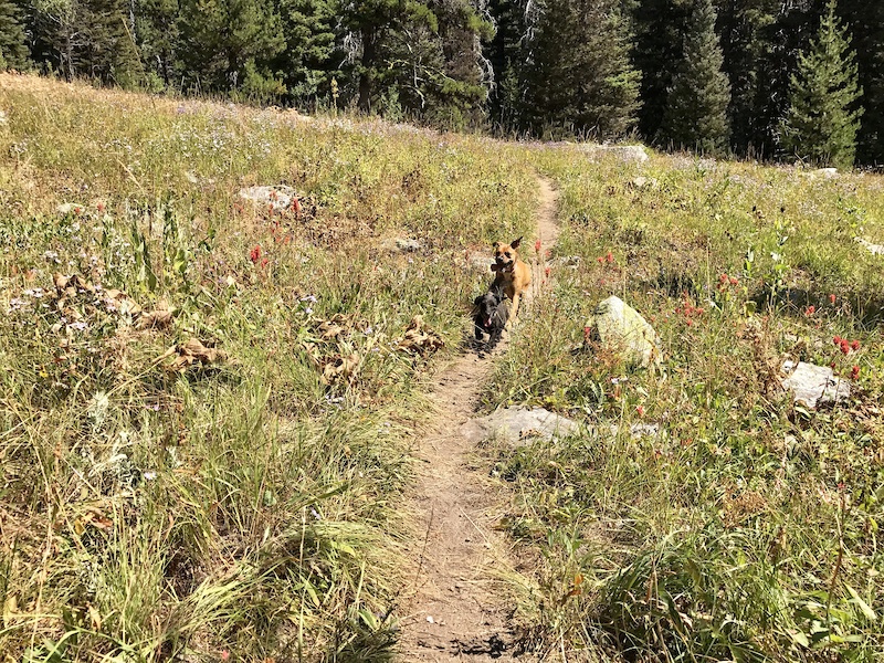 East Fork of Lake Fork Mountain Biking Trail McCall