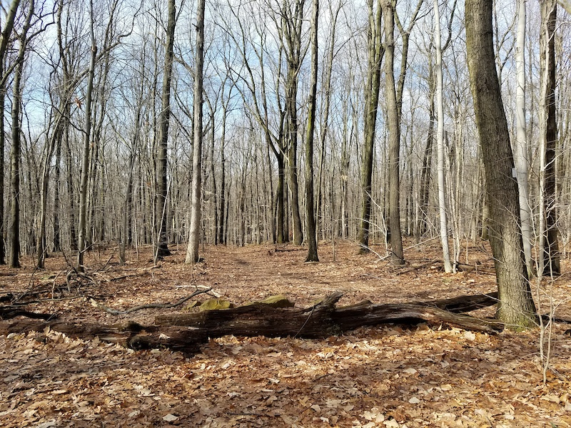 Dickerson Mine Trail (White) Mountain Bike Trail - Mine Hill