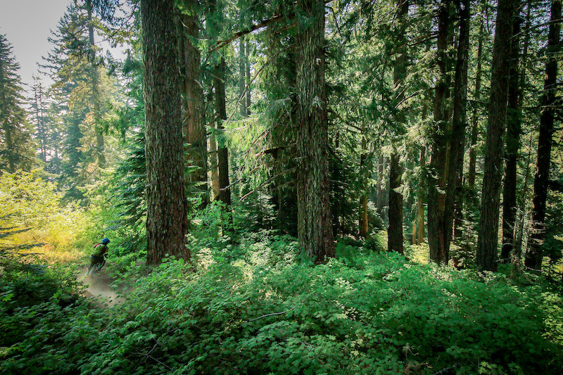 at Alpine Trail in Oakridge, Oregon, United States - photo by ...