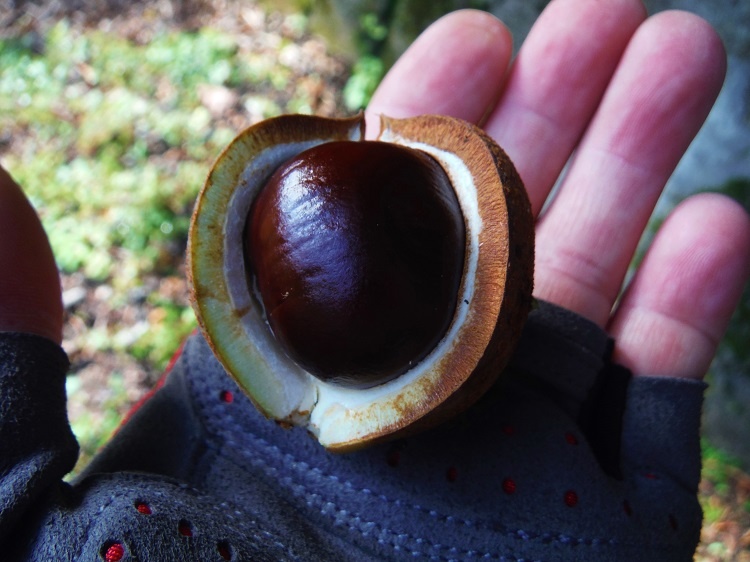 Fruit of the horse chestnut.