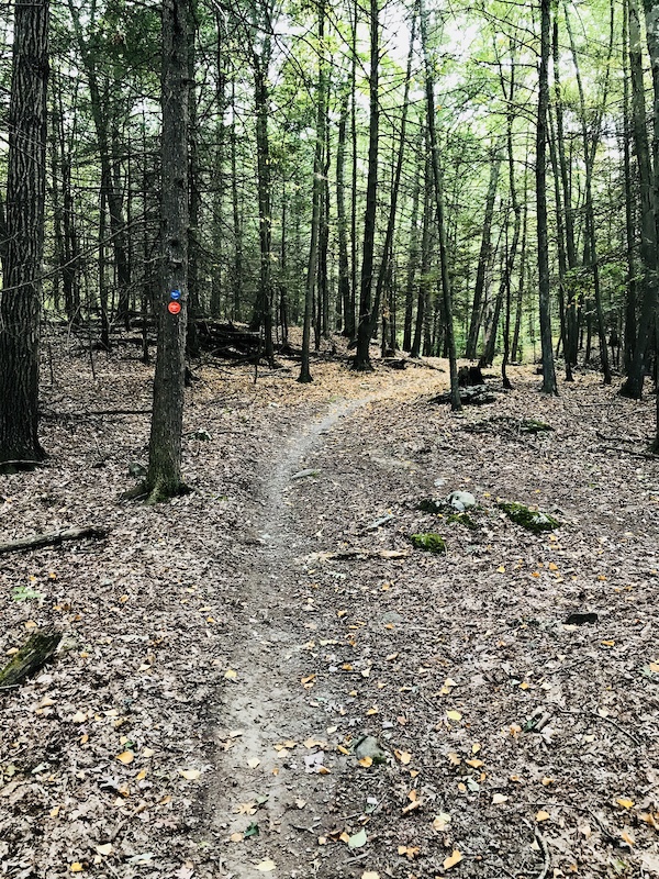 Stewart State Forest Mountain Bike Trails | Trailforks