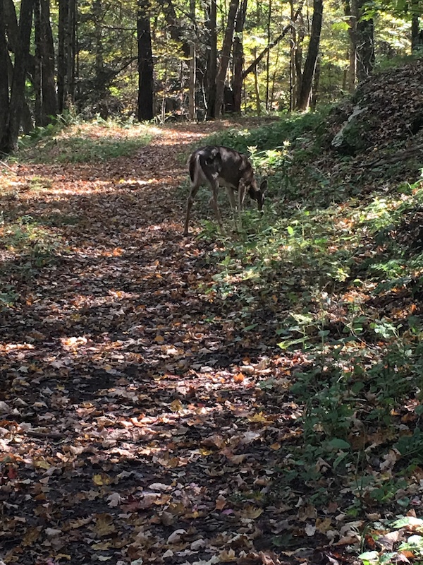 Frost Hollow Trail Multi Trail Dalton, Pennsylvania