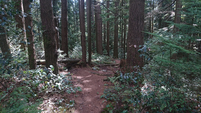 Braemar Park Mountain Biking Trail - North Vancouver, BC