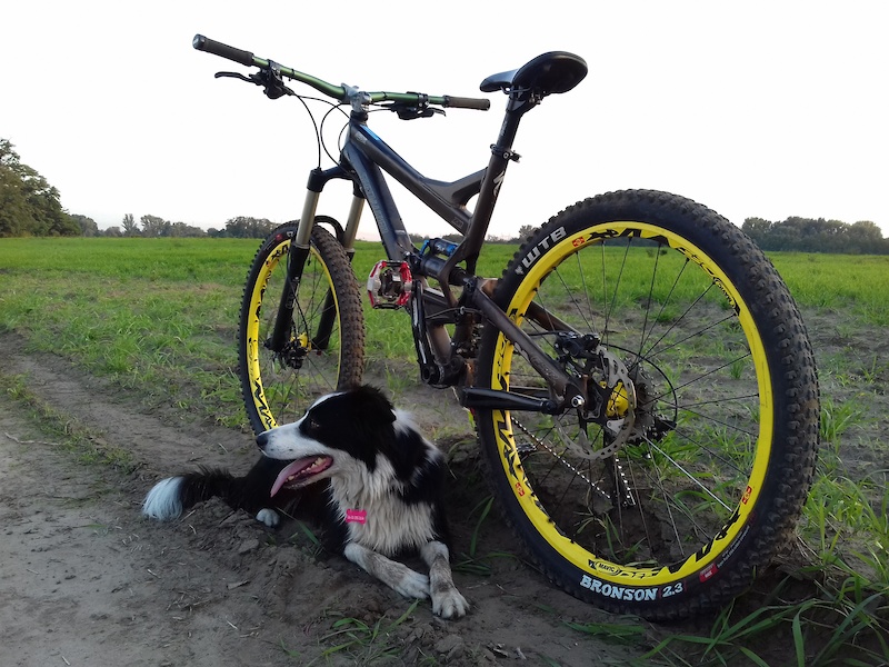 afternoon ride with my border collie