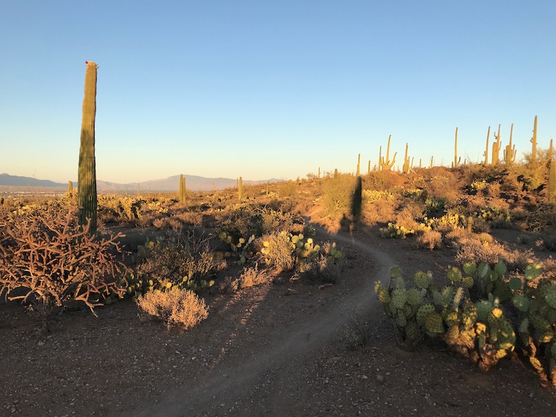 Homestead Multi Trail Sweetwater Preserve Arizona