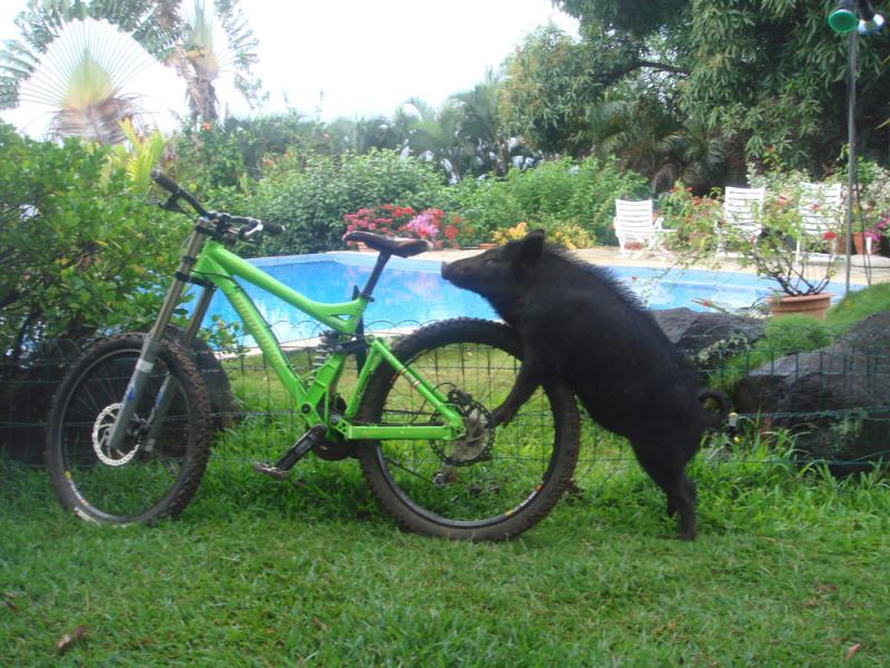 My pig f***in my bike.. :)