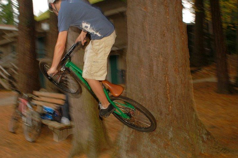 a tree that you can kinda ride up the side almost like a wallride