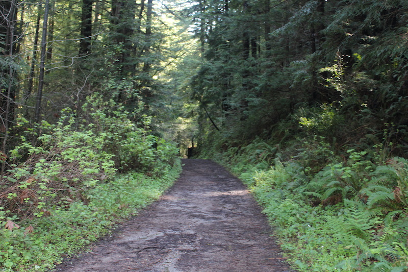 Purisima Creek Trail Mountain Biking Trail - Woodside