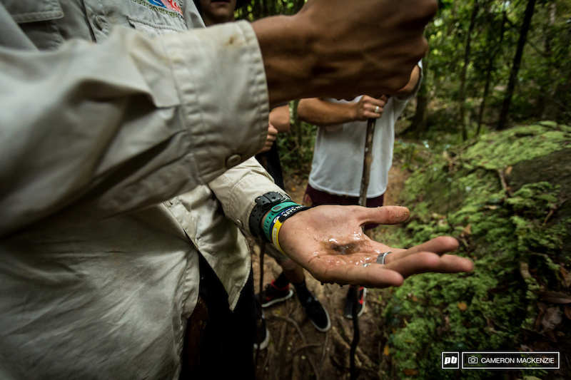 Bump Track Mountain Biking Trail Trailforks
