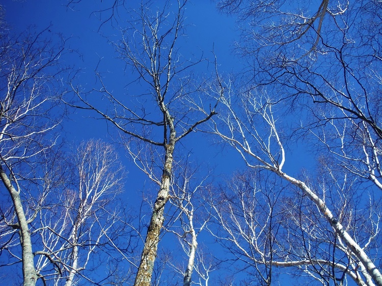 Contrast between blue sky and white birch is beautiful.