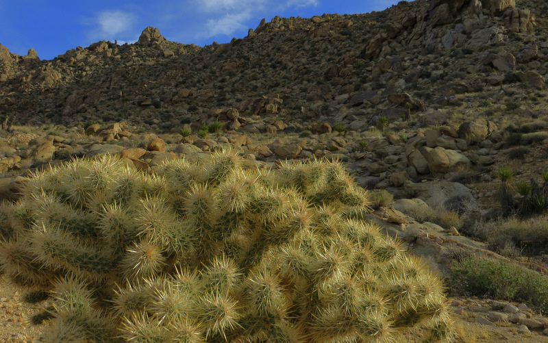 The trail transitions through a cholla cactus garden.