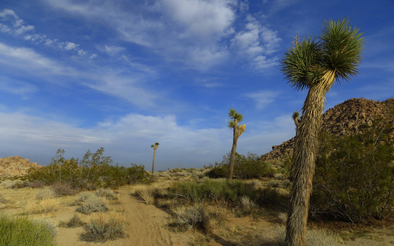 View boulder piles, Joshua trees, and other desert plants on this trail.