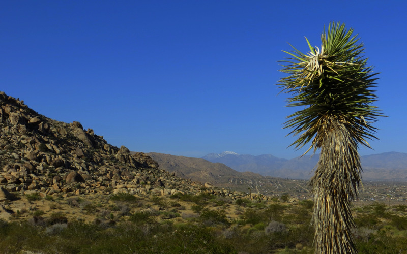 Joshua Trees and towering rock formations.