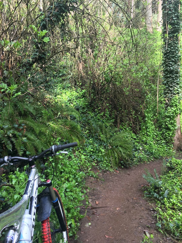 Lower Historic Trail Mountain Biking Trail San Francisco