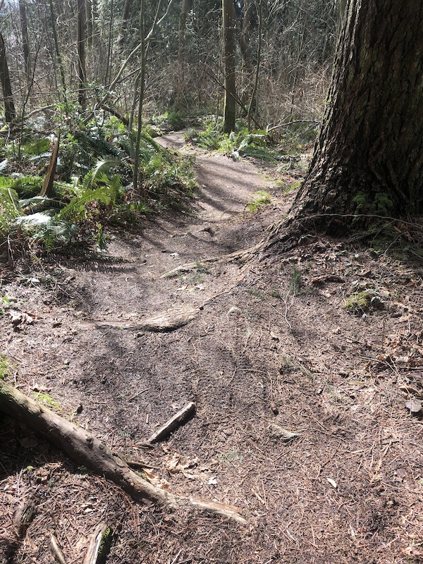 Forest Grove Trail Mountain Biking Trail Burnaby