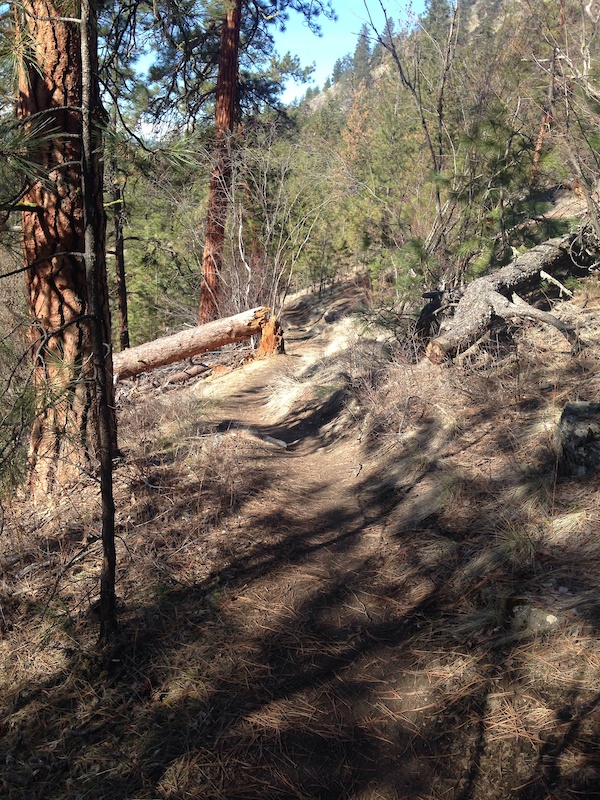 Sidewinder Trail Mountain Biking Trail Vernon, BC