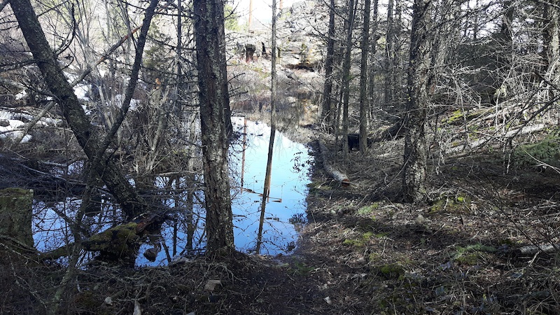 Cougar Trap Mountain Biking Trail - Vernon, BC