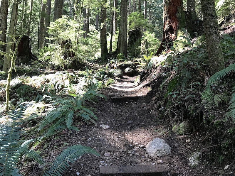 Circuit 8 to Fisherman's Connector Mountain Biking Trail - North Vancouver