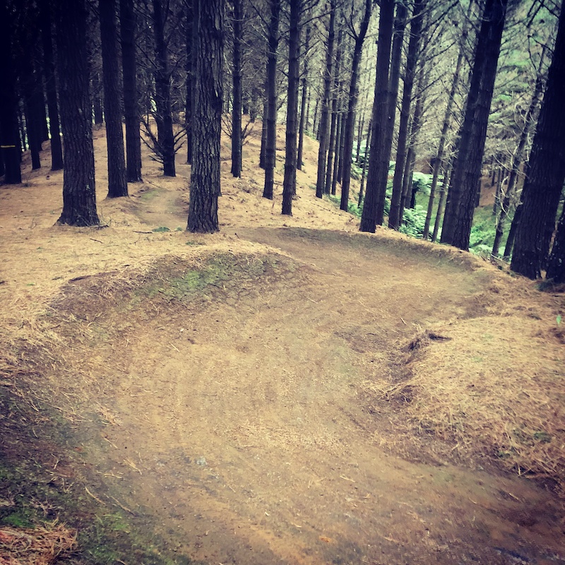 Rope a Dope Mountain Biking Trail Raglan Trailforks