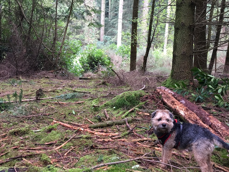 Playing in the woods with the ewok