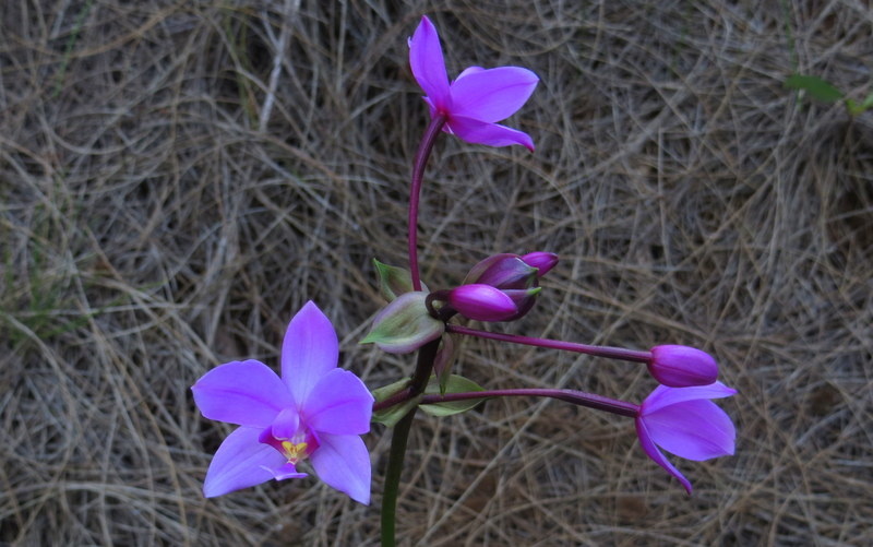 Wild orchids can be found throughout Pupukea and will grow in his harsh environment with little soil and nutrients.