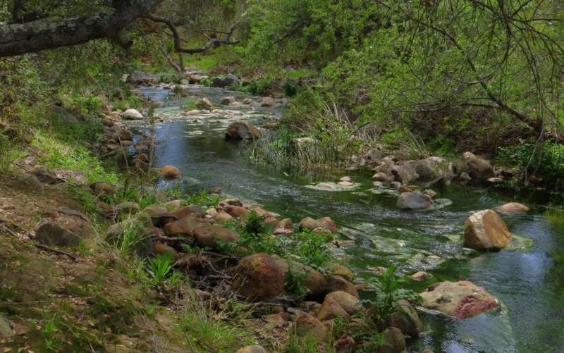 During the warmer months, algae begin to proliferate in the creek.
